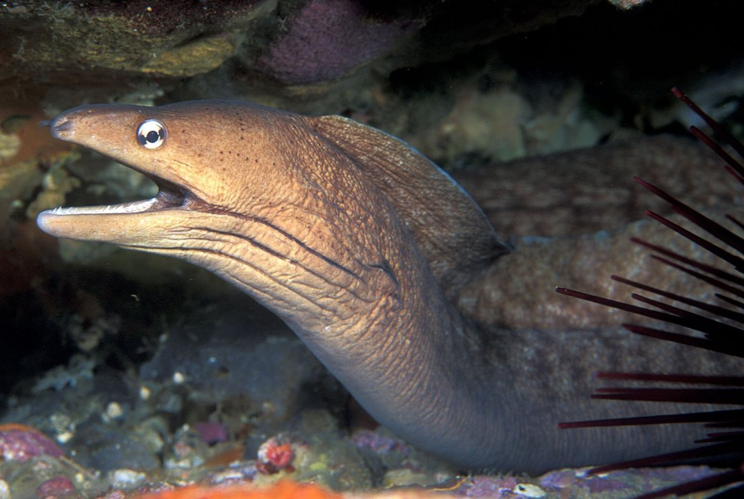 Muräne im Wasser